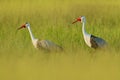 Wattled crane, Grus carunculata, with red head, wildlife from Okavango delta, Moremi, Botswana. Big bird in the nature habitat, gr