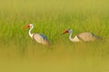 Wattled crane, Grus carunculata, with red head, wildlife from Okavango delta, Moremi, Botswana. Big bird in the nature habitat,