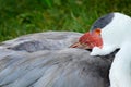 Wattled crane, Grus carunculata, with red head, wildlife from Okavango delta, Moremi, Botswana. Big bird in the nature habitat, Royalty Free Stock Photo