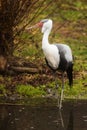 Long wattled crane Grus carunculata standing on the water with his reflection