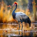 Wattled Crane