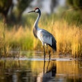 Wattled Crane