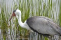 Wattled Crane in Natural Wetlands Habitat Royalty Free Stock Photo