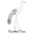 Wattled crane outline bird type coloring vector