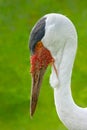 Wattled Crane Portrait Royalty Free Stock Photo