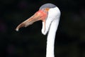 Wattled crane Royalty Free Stock Photo