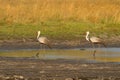 Wattled cranes Royalty Free Stock Photo