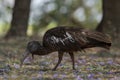 Wattled Ibis - Bostrychia carunculata