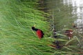 Wattled jacana