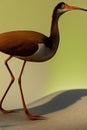 Wattled Jacana Animal. Illustration Artist Rendering Royalty Free Stock Photo