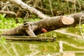Wattled Jacana Bird In The Wild