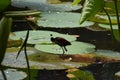 Wattled Jacana or Jacana jacana bird in Trinidad