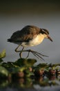 Wattled jacana, Jacana jacana,