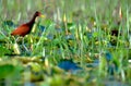 Wattled Jacana in Trinidad & Tobago