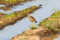 Wattled lapwing at a mudflats in a wetland Royalty Free Stock Photo