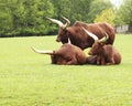 Watusi