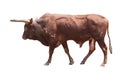 Watusi big ox cow isolated white Royalty Free Stock Photo