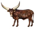 Watusi, a breed of cattle bred in Africa