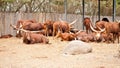 Watusi Bull