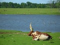 Watusi Bull Royalty Free Stock Photo