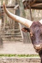 Watusi bull with big white horns with copy space standing on a background of wood