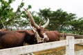 Watusi bull