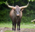 Watusi bull on a meadow