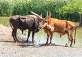 Watusi Bull photographed in Safari World