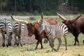 Watusi Bull & Zebra's