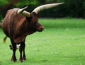 Watusi cattle Royalty Free Stock Photo