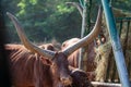 Watusi cattle with huge horns feeds on hay at the trough
