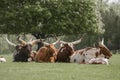 Watusi Cattle Royalty Free Stock Photo