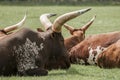 Watusi Cattle Royalty Free Stock Photo