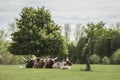 Watusi Cattle Royalty Free Stock Photo