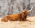 Watusi cattle with huge horns