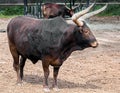 Watusi cattle 1 Royalty Free Stock Photo