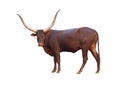 Watusi