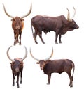 Watusi isolated on white background Royalty Free Stock Photo