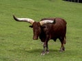 Watusi is a large domestic cattle in East Africa, with large horns Royalty Free Stock Photo