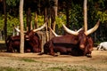 Watusi in Planckendael zoo Royalty Free Stock Photo