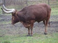 Watussi [Bos taurus ] in Wroclaw  ZOO ,Silesia, Poland Royalty Free Stock Photo