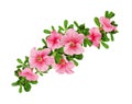 Wave arrangement of petunia flowers and leaves
