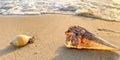 Wave on the beach,.Shells on the sandy beach,Summer beach background