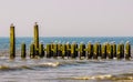 Wave breaker poles in the ocean with many seagulls, beach of Domburg, Zeeland, The Netherlands