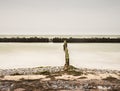 Wave Breakers at a beach. Old wooden breakwaters Royalty Free Stock Photo