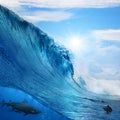 Wave breaks dolphins and shark