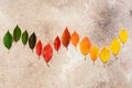 Wave from colored autumn leaves on a beige grunge background. Beautiful autumn composition of colorful foliage. Top view, flat lay