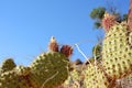 Prickly Pear Cactus Plants