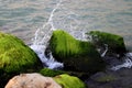 Wave crashing om a rock covered with moss. Royalty Free Stock Photo