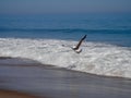 Wave Jumper Royalty Free Stock Photo